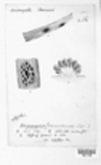 Uromyces muscari image